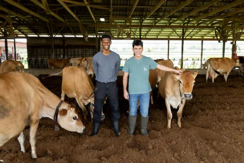 Two students with cows.