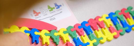 Strand of RNA in block form