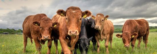 lots of cows on a farm