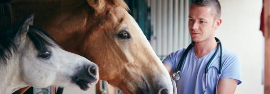 Student working with horse