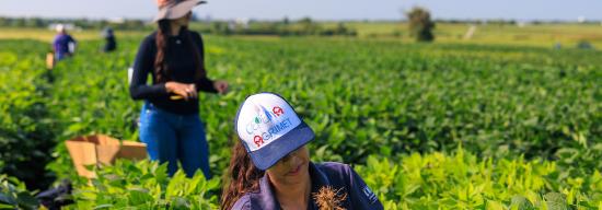 Two female students inspecting crops in a field