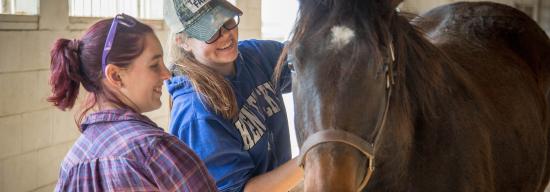 Students working with a horse