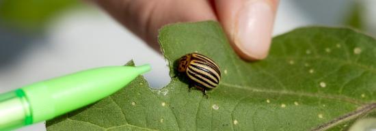 bug on plant leaf