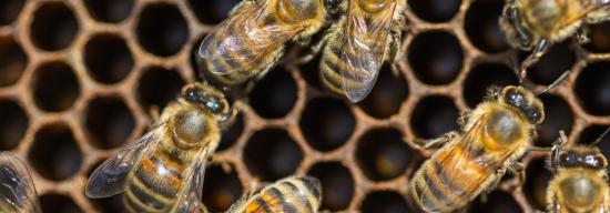 Bees in a hive.