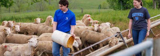 Student working with sheep.