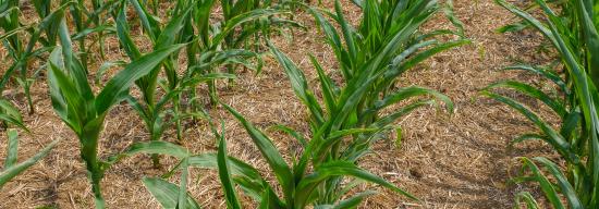 crops in rows