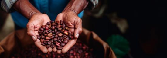 A sack of coffee beans with hands holding roasted beans.