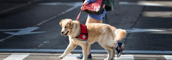 Female walking her dog across the street