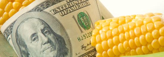 One hundred dollar bill in between two corn stalks