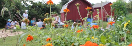 Close up of flowers with barn in the background