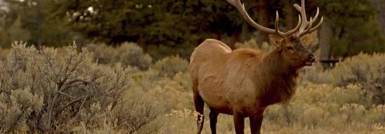 Wild deer in nature